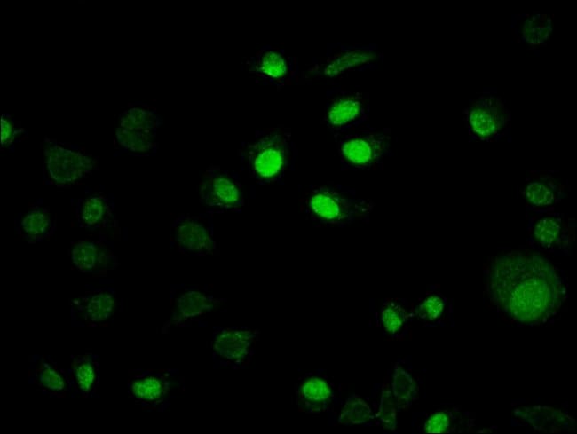 100UG IRX4 ANTIBODY 100 ug