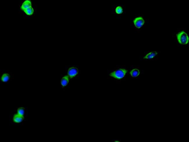 100UG KIAA0513 ANTIBODY 100 ug
