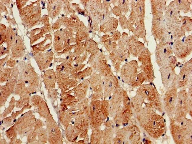 100UG ATG13 ANTIBODY 100 ug