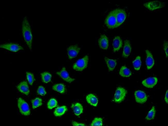 100UG NKG2D ANTIBODY 100 ug