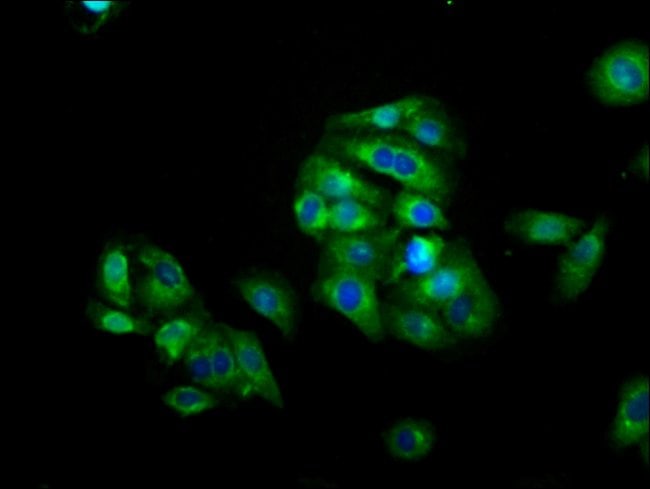 100UG CD223 ANTIBODY 100 ug