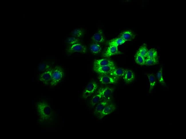100UL LILRB2 ANTIBODY 100 ul