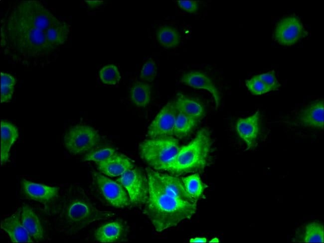 100UG LMF2 ANTIBODY 100 ug