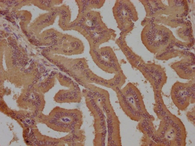 100UL EDG4 ANTIBODY 100 ul