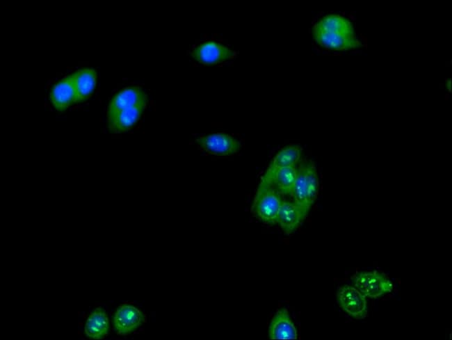 100UG LUZP2 ANTIBODY 100 ug