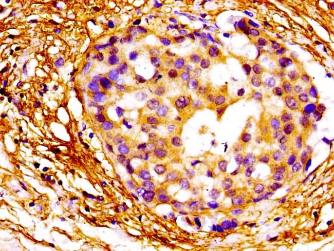 100UG MAZ ANTIBODY 100 ug