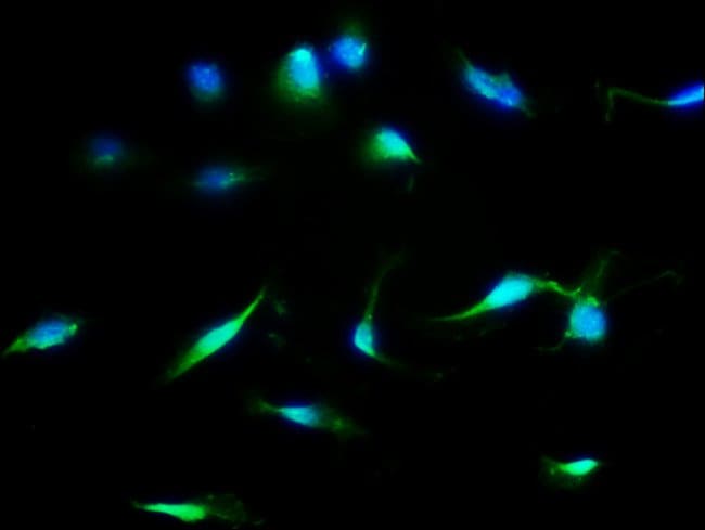 100UG MDH1 ANTIBODY 100 ug