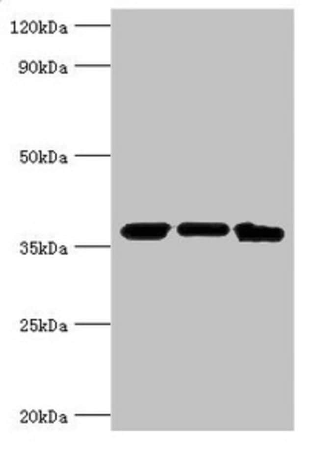 100UL MDH2 ANTIBODY 100 ul