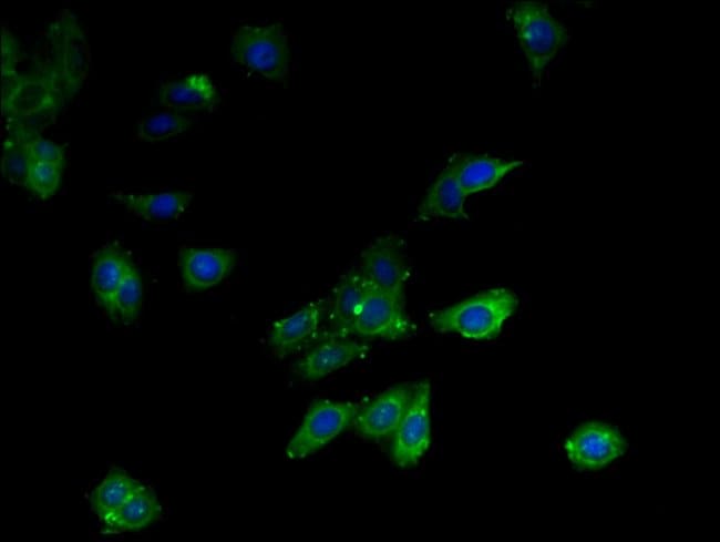 100UG MCD ANTIBODY 100 ug