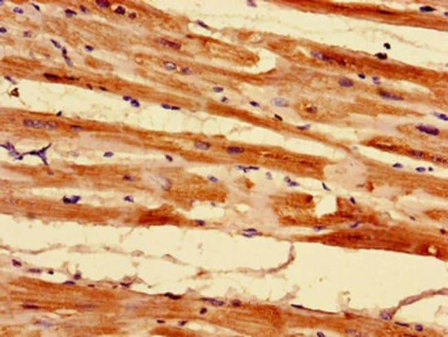 100UG MRPL55 ANTIBODY 100 ug