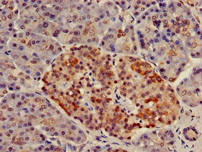 100UG NUP107 ANTIBODY 100 ug