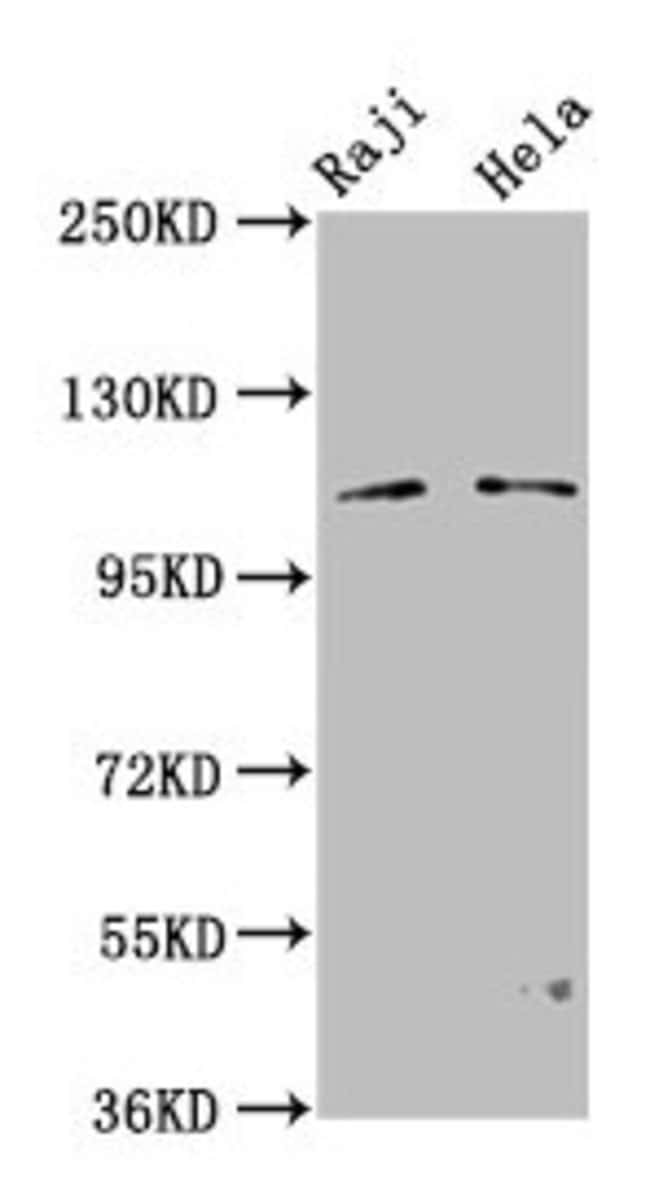 100UG PACS1 ANTIBODY 100 ug