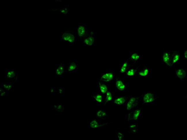 100UG PHF6 ANTIBODY 100 ug