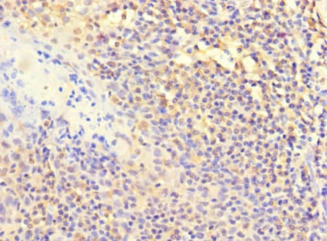 100UG POLB ANTIBODY 100 ug
