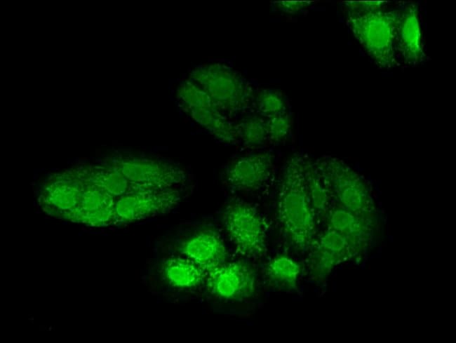 100UG POLH ANTIBODY 100 ug