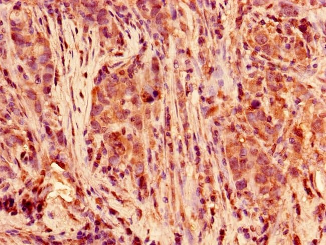 100UG POLR2C ANTIBODY 100 ug