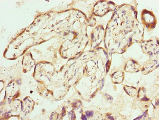 100UG PPEF1 ANTIBODY 100 ug
