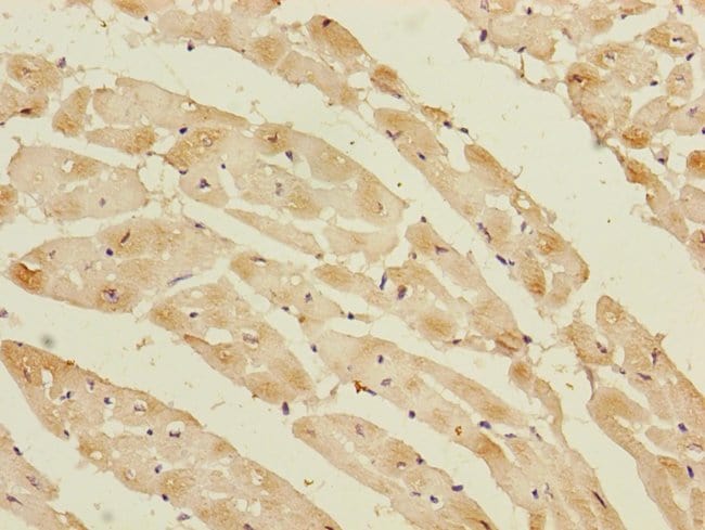 100UL CYCLOPHILIN F ANTIBODY 100 ul