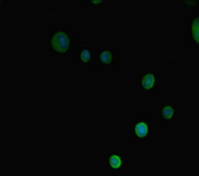100UG PRMT3 ANTIBODY 100 ug
