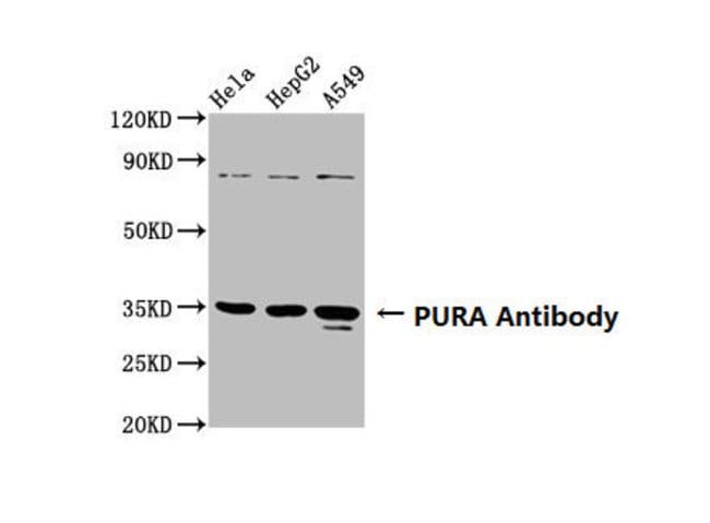 100UG PURA ANTIBODY 100 ug