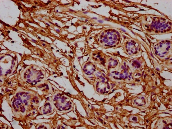100UG RPL7A ANTIBODY 100 ug
