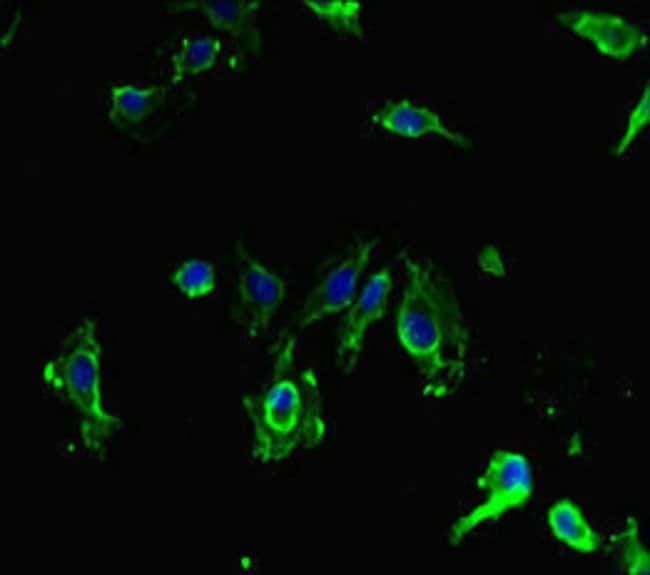 100UG SIRPB1 ANTIBODY 100 ug