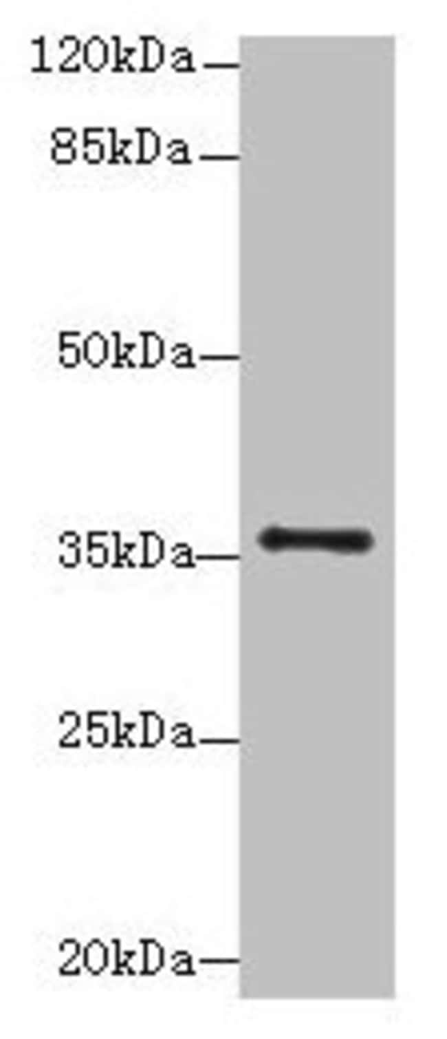 100UG SLC35B1 ANTIBODY 100 ug