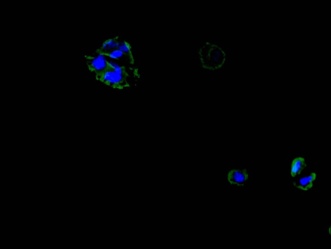 100UG TAUT ANTIBODY 100 ug