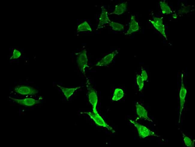 100UG A20 ANTIBODY 100 ug