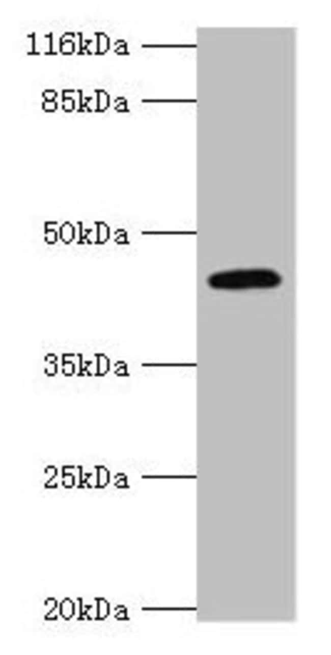 100UG USP12 ANTIBODY 100 ug
