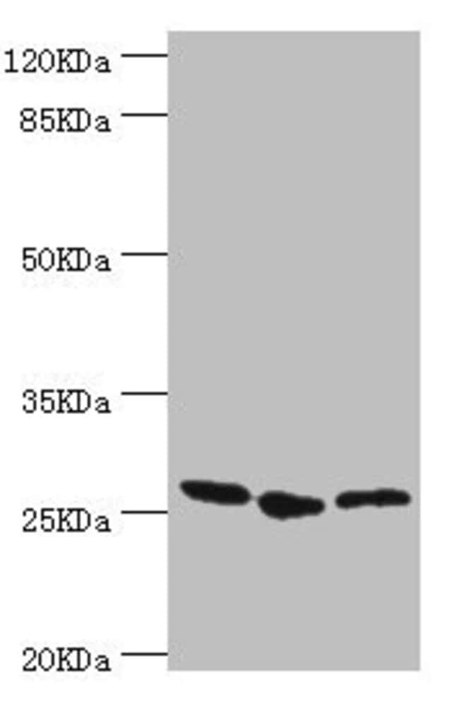 100UL GAS41 ANTIBODY 100 ul