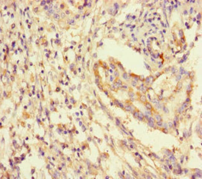 100UG 14-3-3 GAMMA ANTIBODY 100 ug