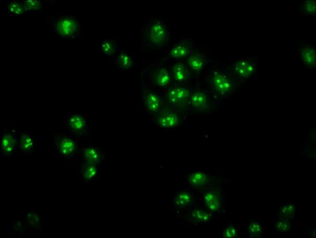 100UG ZNF268 ANTIBODY 100 ug