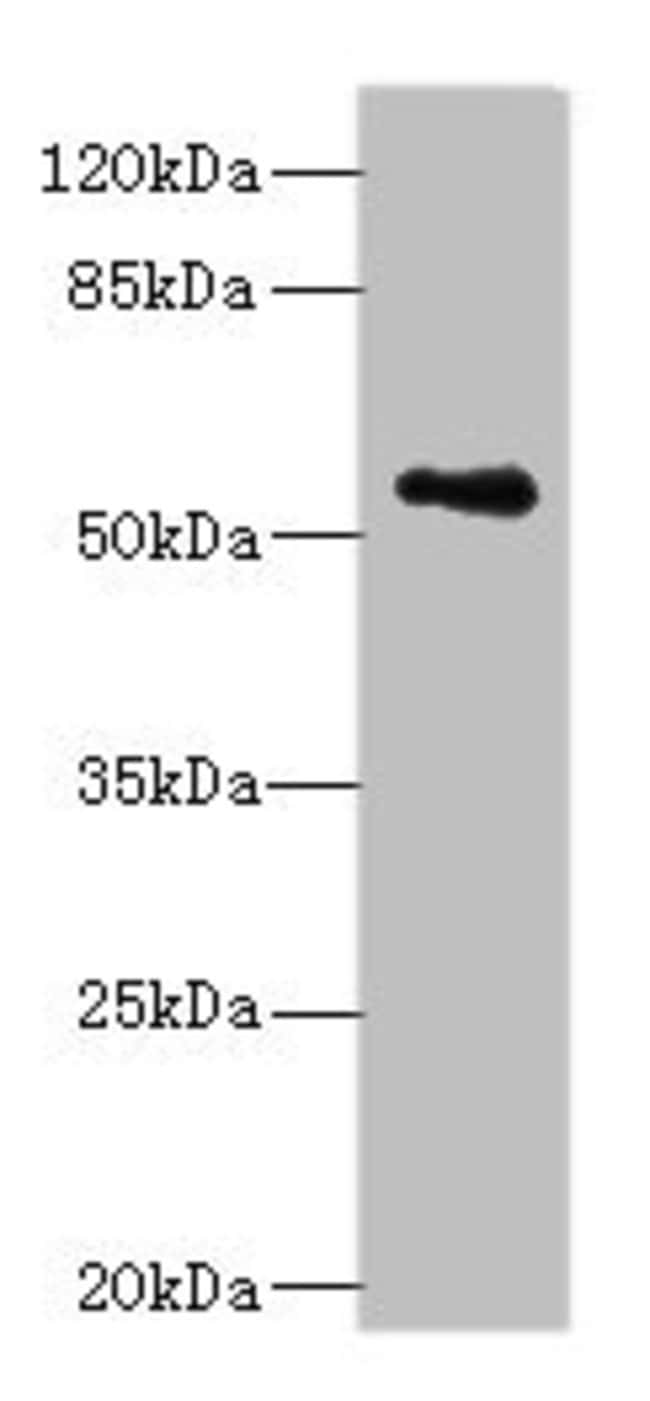 100UG ZNF434 ANTIBODY 100 ug