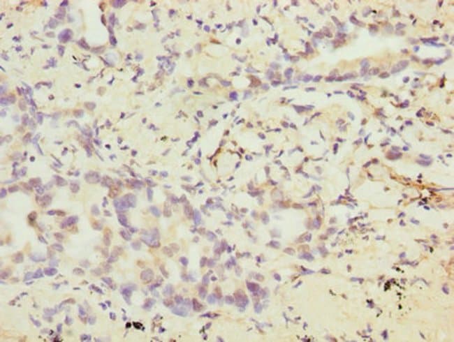 100UG VEGFC ANTIBODY 100 ug