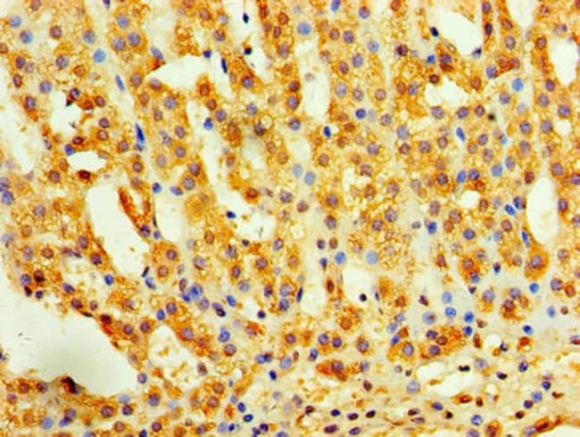 100UG ACTIVIN A ANTIBODY 100 ug