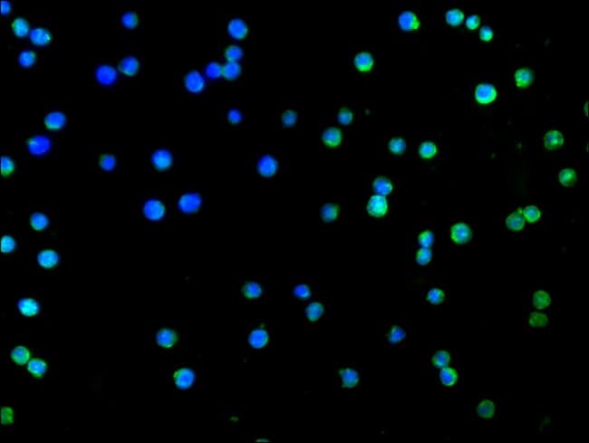 100UG CD27 ANTIBODY 100 ug