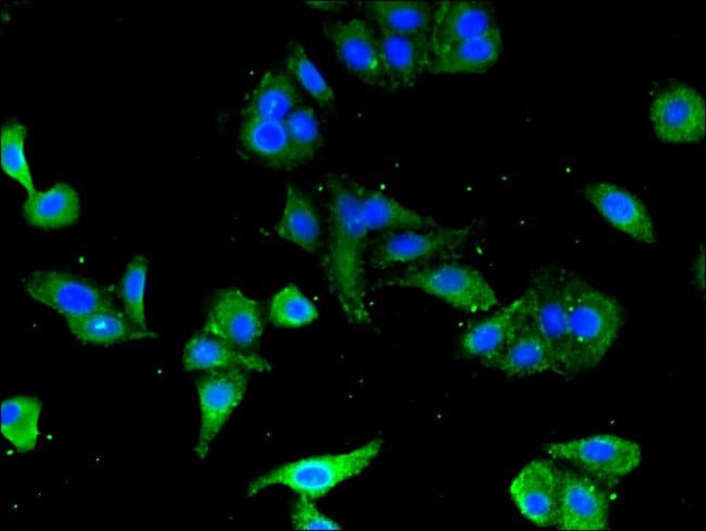 100UG CD3Z ANTIBODY 100 ug