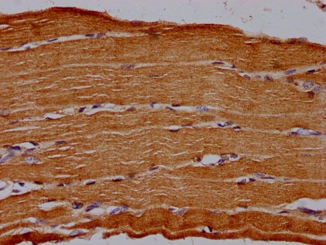 100UL CD73 ANTIBODY 100 ul