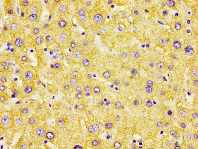 100UG AZGP1 ANTIBODY 100 ug