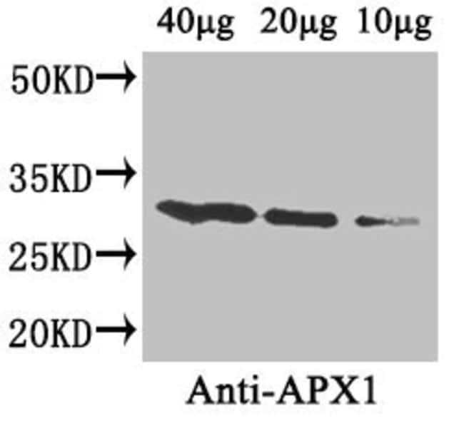 100UG APX1 ANTIBODY 100 ug