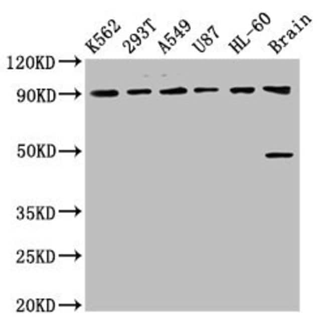 100UG OCA2 ANTIBODY 100 ug