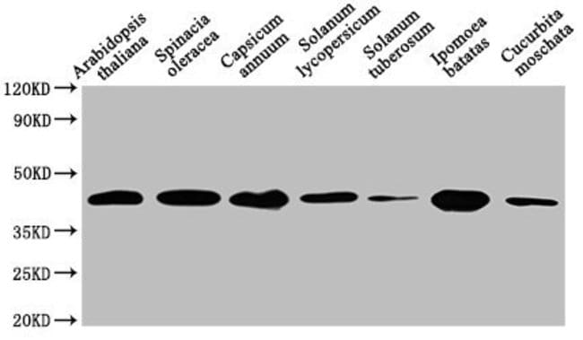 100UL HPR ANTIBODY 100 ul
