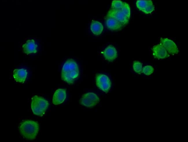 100UL HSPA1B ANTIBODY 100 ul