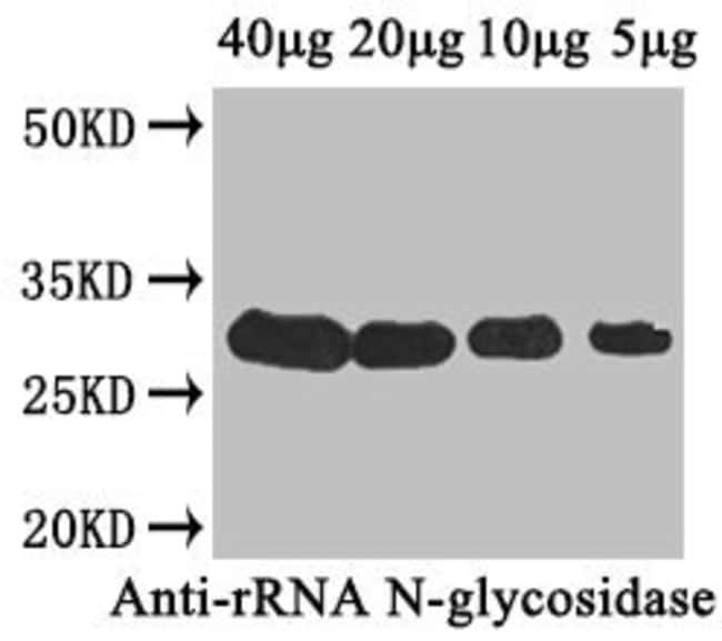 100UG RIBOSOME-INACTIVATING PROTEIN 100