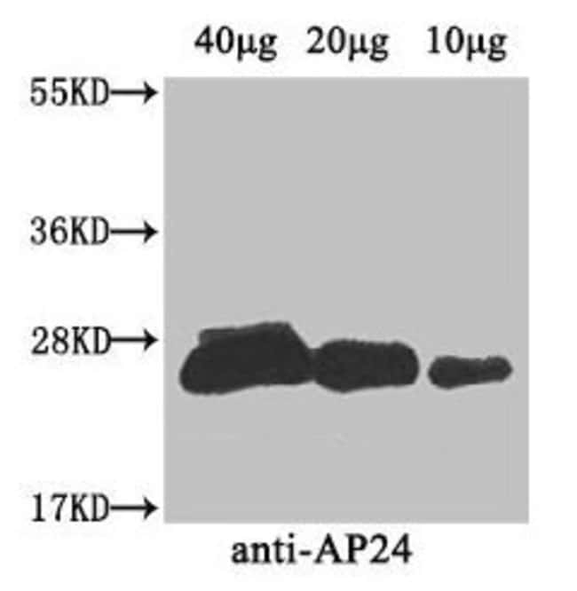 100UG AP24 ANTIBODY 100 ug