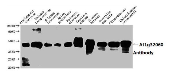 100UL AT1G32060 ANTIBODY 100 ul
