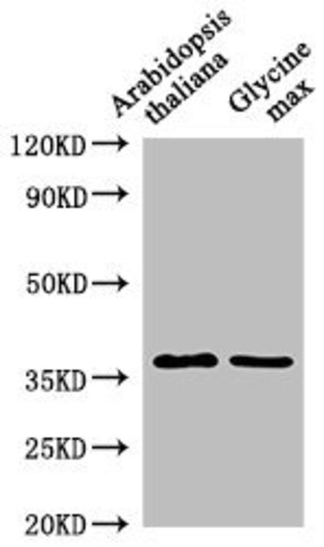 100UL BG2 ANTIBODY 100 ul