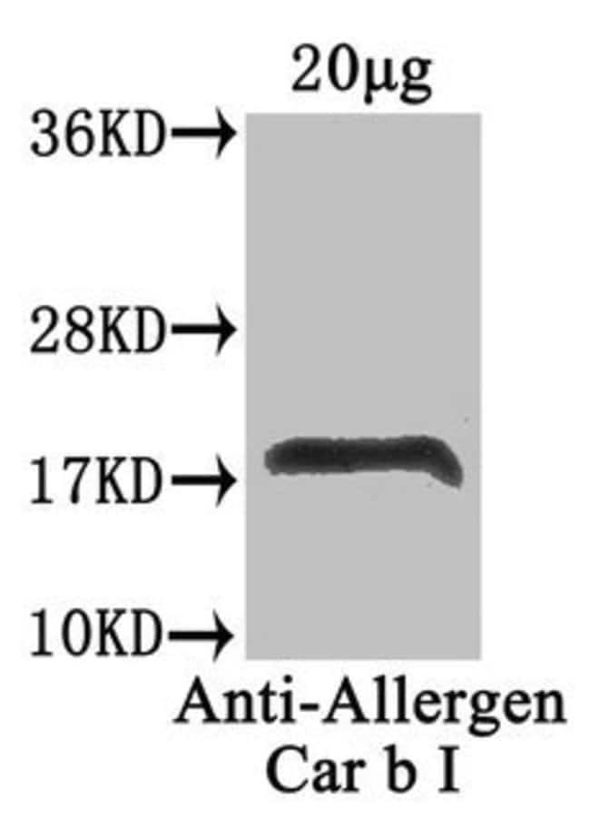 100UG POLLEN ALLERGEN ANTIBODY 100 ug