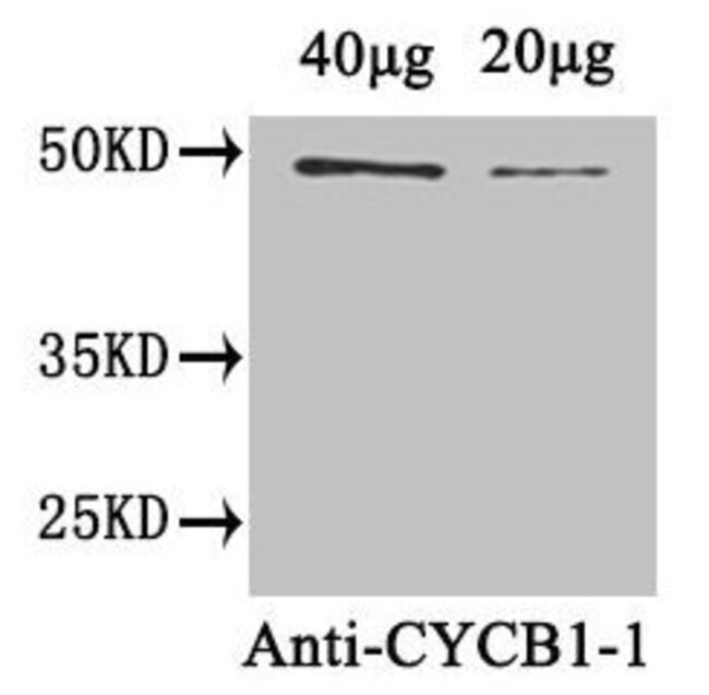 100UG CYCLIN B1-1 ANTIBODY 100 ug